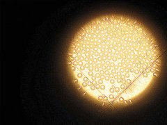 “液晶屏骨頭”微球被日本壟斷 是什么卡了我們的脖子？